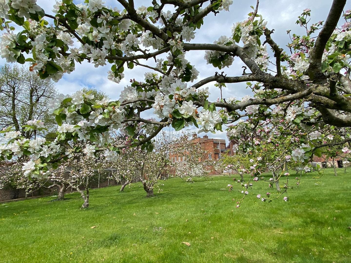 Beautiful apple blossoms in the orchard at the moment.  Hope we have lots of apples this year 🍎 

#appleblossoms