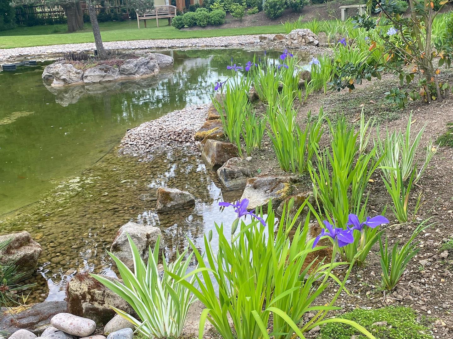 Irises by the pond in the Japanese garden, planted last year. 

#irises
